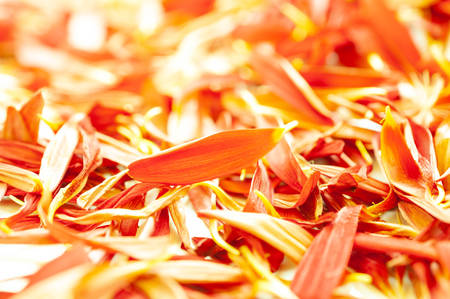Orange gerbera flower petals backgroundの写真素材