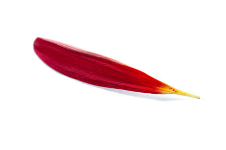 Gerbera flower petal isolated on white  backgroundの写真素材