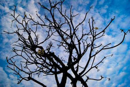 silhouette of dead tree, climate change conceptsの写真素材