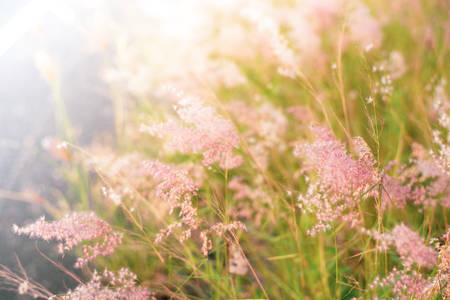 beautiful grass along rural roadの写真素材