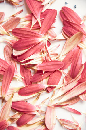 gerbera flower petal on grey backgroundの写真素材