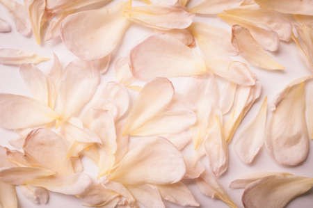Orange english rose petals backgroundの写真素材