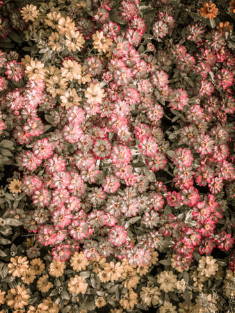 Pink and yellow zinnia flowers backgroundの写真素材