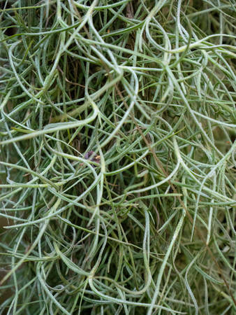 Close up of green Spanish Moss