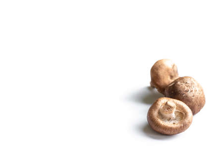 Mushroom isolated on white backgroundの写真素材