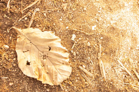 Dry leaf on dirt with orange sunlightの写真素材