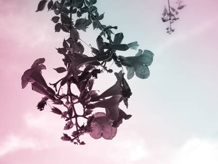 Chinese Trumpet Vine in pink - blue toneの写真素材