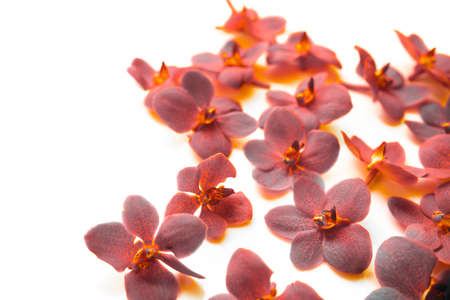Orchid flowers in black - orange tone on white background
