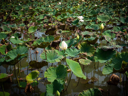 White lotus with green leaves in pondの写真素材