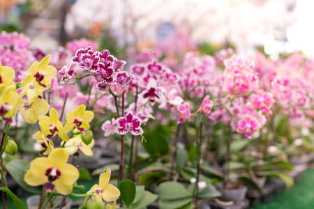 Phalaenopsis hybrid in gardenの写真素材