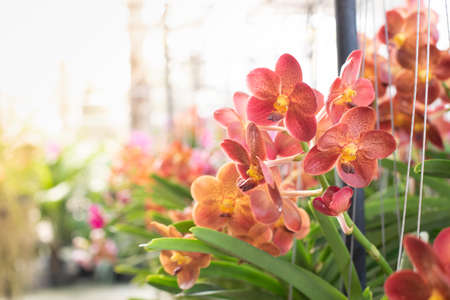 Orange orchids flowers for sell in indoor flower gardenの写真素材