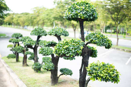 Bonsai tree along footpath