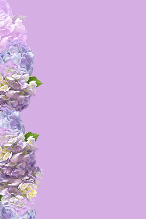 Mop head hydrangea flower isolated on white backgroundの写真素材