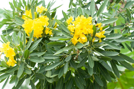 Paraguayan silver trumpet flowers on treeの写真素材