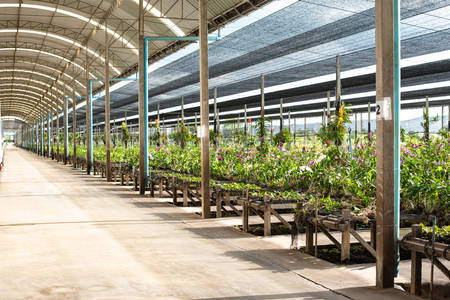 Orchids flowers for sell in indoor flower gardenの写真素材