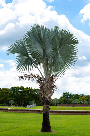 Palm decorate in park  with blue skyの写真素材