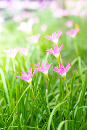 Pink rain lily flowers with green leavesの写真素材