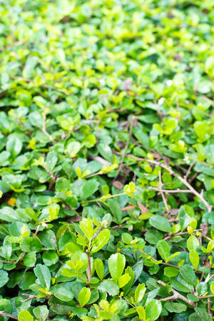 Singapore Holly leaves backgroundの写真素材