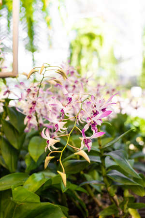 Orchids flowers for sell in indoor flower gardenの写真素材