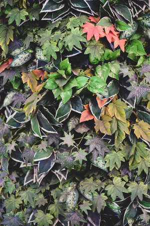 Artificial flower and leaves background