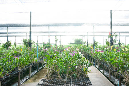 Orchids flowers for sell in indoor flower gardenの写真素材