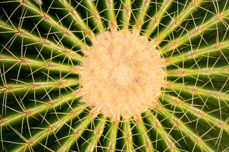 Green cactus patternの写真素材