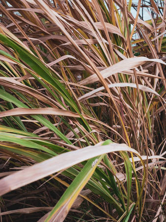 Dry grass in agriculture field