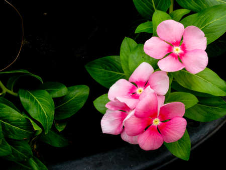 Pretty pink Vinca, or periwinkle, flowersの写真素材