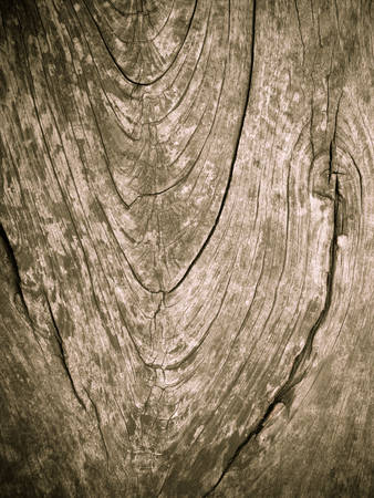 Wooden background with curve of annual ringの写真素材