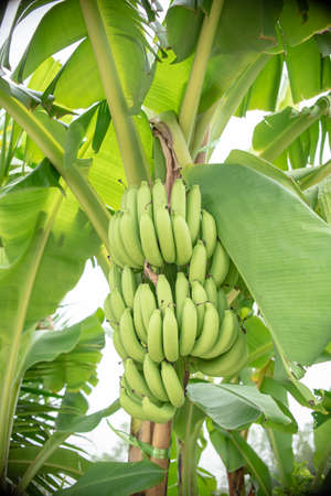 Bunch of banana, banana tree backgroundの写真素材