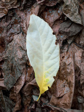 Dried leaves backgroundの写真素材