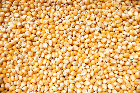 Yellow dry corn seed texturedの写真素材