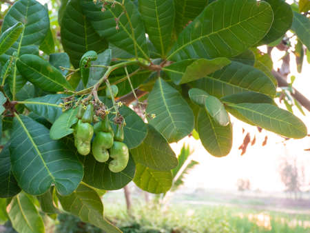 Cashew nuts on a branchの写真素材