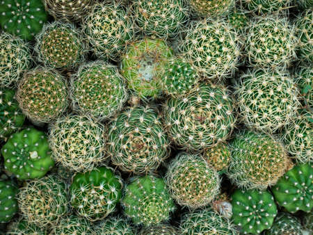 Green cactus