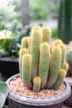 Cactus for sell in plant shopの写真素材