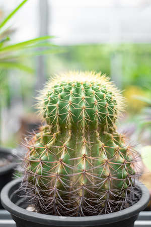 Cactus for sell in plant shopの写真素材