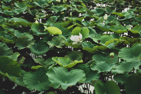 White lotus flowers in pondの写真素材