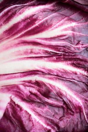 Purple cabbage textureの写真素材