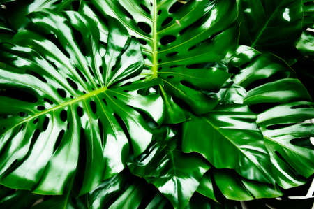 Philodendron monstera obliqua, green leaf backgroundの写真素材