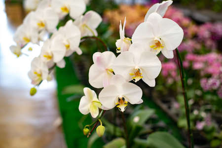 White Orchid phalaenopsis,Beauty In Natureの写真素材