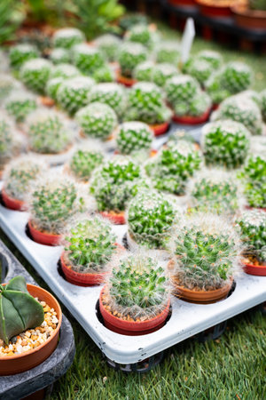 Cactus for sell in plant shopの写真素材