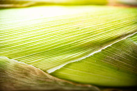 Peel of corn textureの写真素材