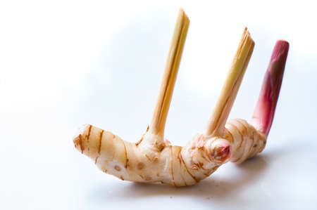 galangal on white backgroundの写真素材