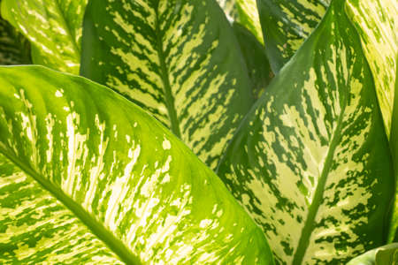 Houseplant - Dieffenbachia, leaves background stock photoの写真素材