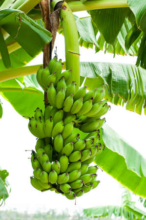 Raw bananas on treeの写真素材