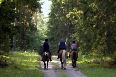 people are going on horse through forestの写真素材