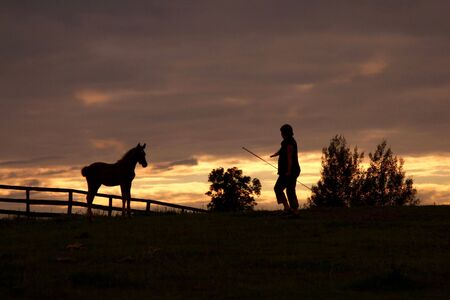 with horse at sunsetの写真素材