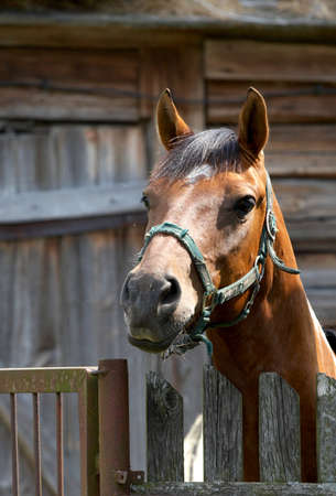 horse is standing behind fenceの写真素材