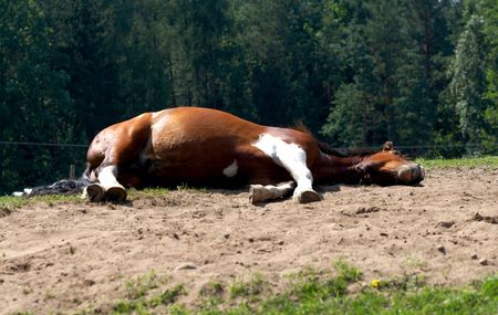 sleeping horseの写真素材