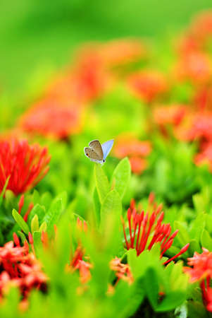 Close up of the butterfly perching on red Ixora flowerの写真素材